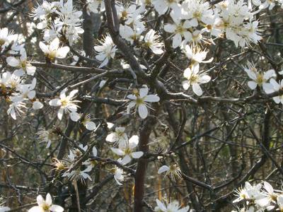  Image name: prugnolo4.jpg 
 width: 400 pixel 
 height: 300 pixel 
 Size: 34961 bytes 
 Click to enlarge 